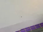 2 Coherent Genesis CX355-250 STM laser head with 1 Power Supply Tested working